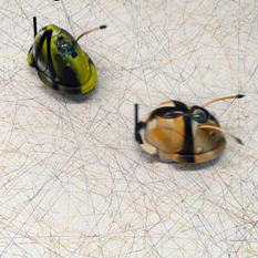 Stanza Welcome to my website, its my gallery, its also my studio