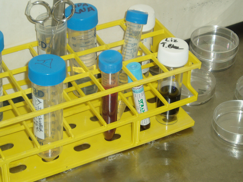 Steve Tanza, Stanza Blood art science dna