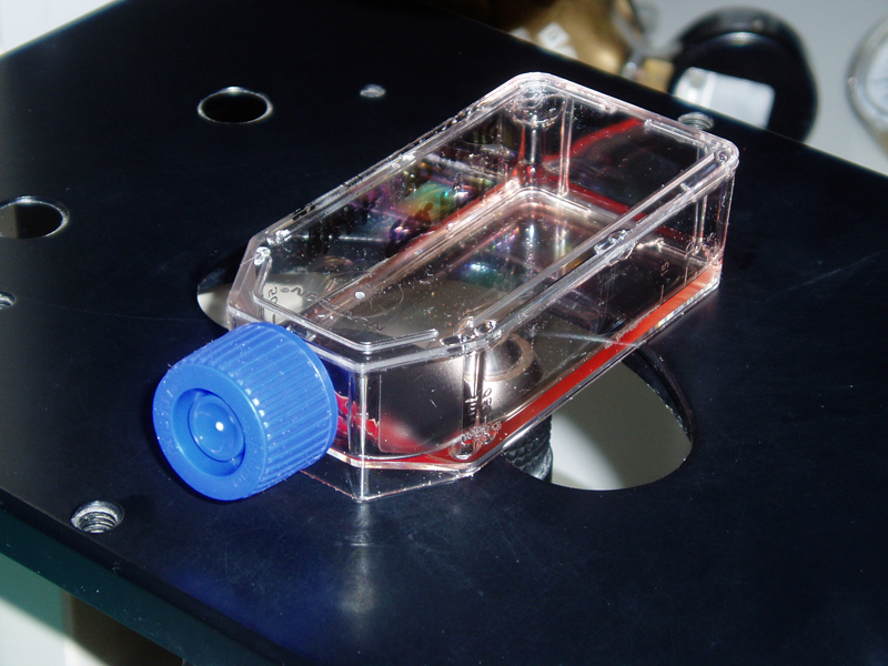 Steve Tanza , Stanza