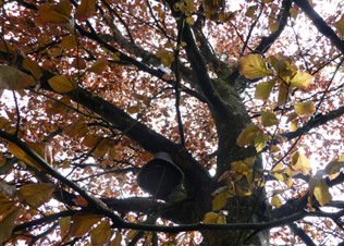 The Ssound of trees.