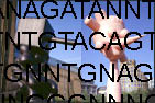 ATGTNNNG TCTATGTNNNGATCTATGTNNNGATCTATGTNNNGATCTATGTNNNGATCTATGTNNNGATCTATGTNNNGA