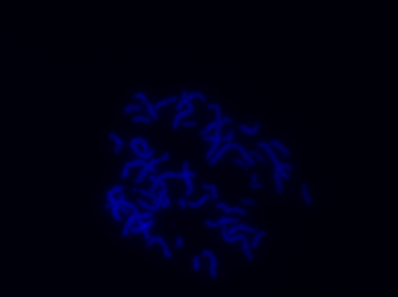 blue1