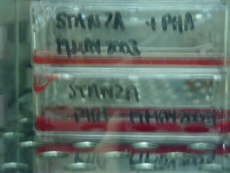dna 079