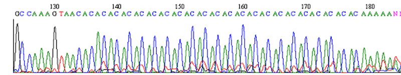 wavedna