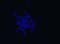 blue2
