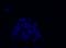 blue32